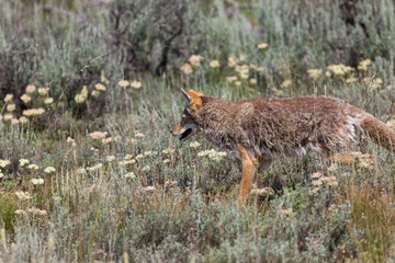 Coyote Walking in a Field