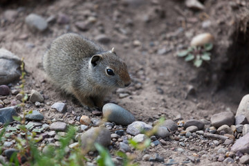Naklejka na ściany i meble Ground Squirrel at Grand Teton National Park