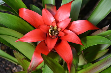 Close up of delicate small red Bromeliaceae or bromeliad plant with fresh green leaves in a pot in a garden in a sunny summer day, vivid floral background
