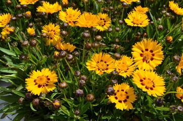 Many vivid yellow Coreopsis flowers commonly known as calliopsis or tickseed and small blurred green leaves in a sunny summer garden, fresh natural outdoor and floral background
