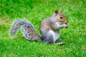Naklejka na ściany i meble One small squirrel looking for food in green grass in a summer day in park 