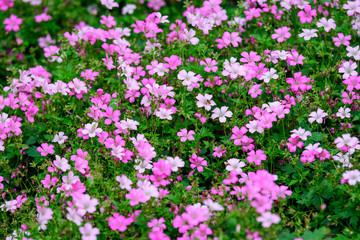 Many small pink flowers of Gypsophila elegans, commonly known as showy baby's-breath and green leaves in a spring garden, beautiful indoor floral background photographed with selective focus
