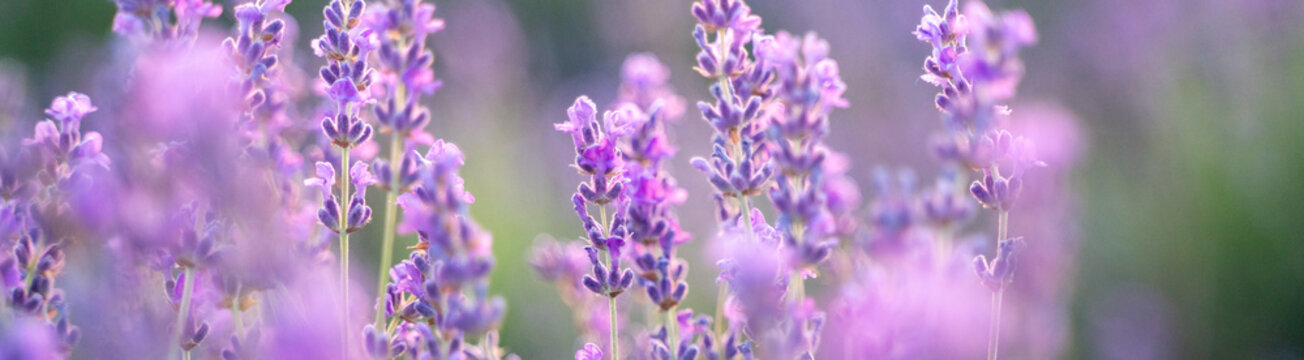 Lavender field on a sunny day, lavender bushes in rows