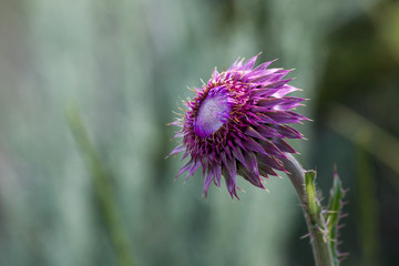 Purple Thistle Flower with Blurred Background