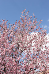 cherry blossom in spring