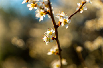 spring blossom in spring