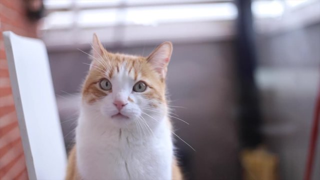 cat looking at the camera behind a window