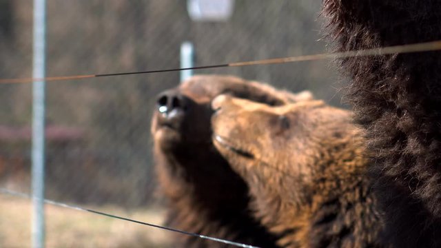Three young cute brown bears are asking for feeding from the zoo keeper - Detail close up - 4K