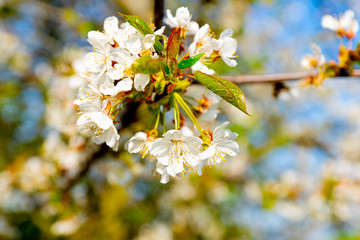 In Germany, when the cherry blossoms bloom, you know that spring has officially covered the country with a pink carpet. It is the time of the year when nature