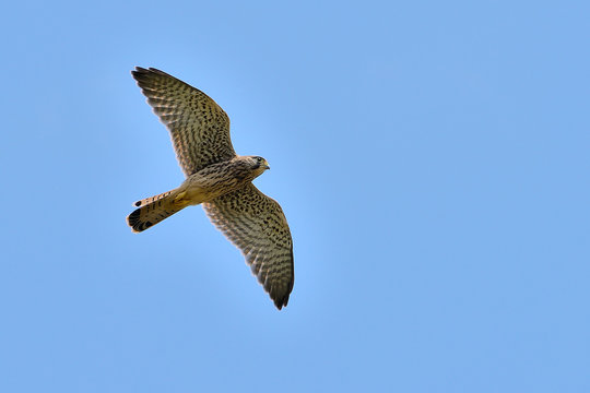 cern&iacute;calo vulgar sobre un cielo azul en vuelo (falco tinnunculus) Marbella Andaluc&iacute;a Espa&ntilde;a 