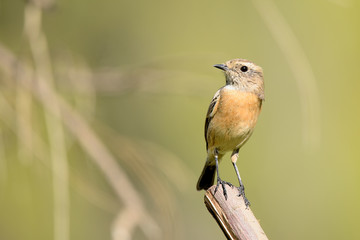 tarabilla hembra posada en una rama con fondo natural en vede  (saxicola rubicola) Marbella Andalucía España 