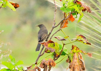 mirlo común en el parque sobre una rama con hojas verdes y doradas (turdus merula) Marbella Andalucía España 