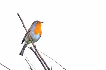 petirrojo cantando en una rama con fondo blanco en clave alta  (erithacus rubecula) Marbella Andalucía España