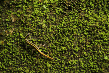 A skink on a wall of moss