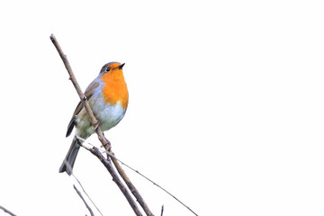 petirrojo cantando en una rama con fondo blanco en clave alta  (erithacus rubecula) Marbella Andalucía España 