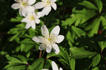 Fototapeta premium Buschwindröschen (Anemone nemorosa) / Windröschen - Hahnenfußgewächse (Ranunculaceae) im Wald