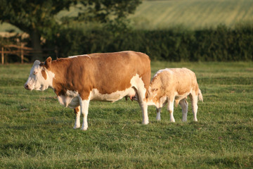 Fototapeta na wymiar cows