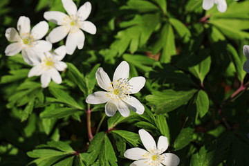 Buschwindröschen (Anemone nemorosa) / Windröschen - Hahnenfußgewächse (Ranunculaceae) im Wald