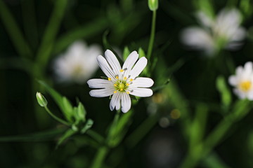 Sternmiere (Stellaria) - Nelkengewächse (Caryophyllaceae) - im Wald