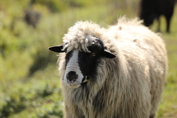 Portrait of a spring lamb. Free-range farming, sustainable farming. lamb on the field. selective focus.