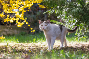 Biały kot z żółtymi oczami, stojący na trawie w ogrodzie między krzakami forsycji i cisu