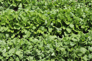 green leaves background