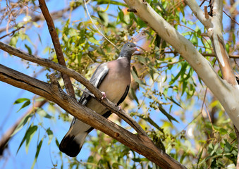 paloma torcaz sobre la rama de un árbol en el bosque (columba palumbus) Marbella Andalucía España 