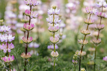 Lupines in Bloom. Santa Clara County, California, USA.

