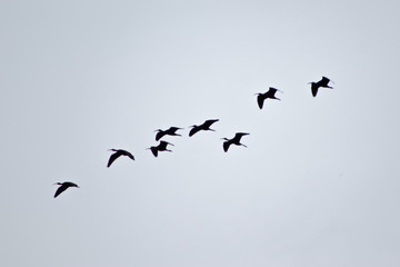 birds in flight