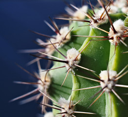 Close-up of cactus spines on the blue background