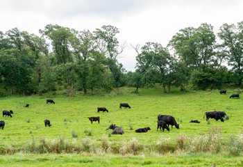 A Herd of Angus Beef Cattle grazing peacefully in a green pasture.on a cloudy day in Minnesota