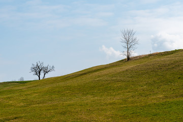 Bare trees on a hill with a green meadow