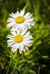 Zwi Gänseblümchen © lusches