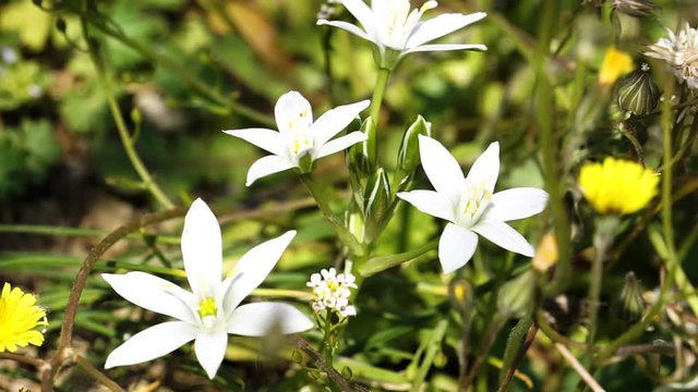 Particolare di un gruppo di Stelle di Campo riprese da vicino su di un prato di erba verde