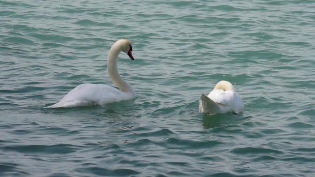 Coppia di Cigni che si muovono in uno specchio d'acqua