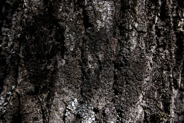 Texture