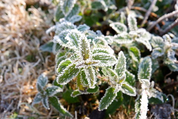 yerba en invierno