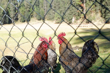 Los Gallos