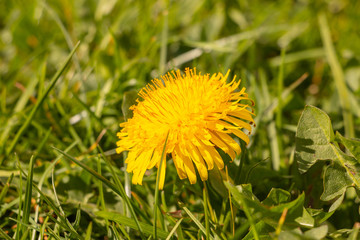 A yellow dandelion flower, one of the most vital early spring nectar sources.