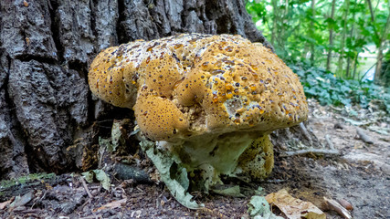 oak bracket, weeping conk, weeping polypore, warted oak polypore, Pseudoinonotus dryadeus