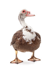 One brown duck.