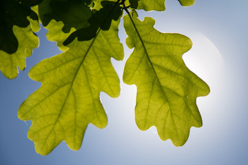 Oak leaves on a sky background