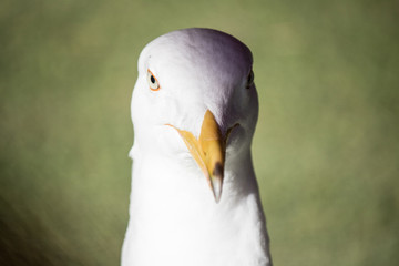 Seagull head front shot. Tough looking and strong.