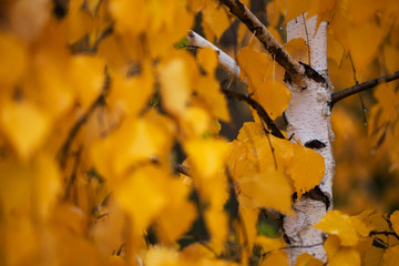 Yellow autumn leaves whis long exposure