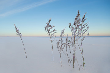 frozen grass of the blue sky