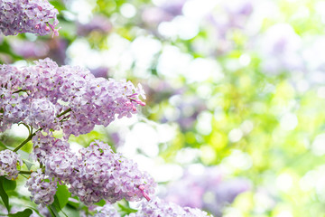 Obraz na płótnie Canvas Natural border with Lilac branch on a green background with soft focus. Atmospheric image, muted dark green tones. Botanical template with purple flowers