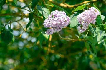 Lilac branch on a green background of foliage on a sunny spring day. Botanical Template with space for text and purple flowers. Atmospheric image, muted dark green tones.