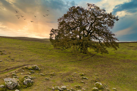 Large oak tree at sunset with flock of birds