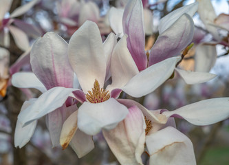 Magnolia tree in bloom in early spring