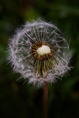 Dandelion. Macro photo. Ripe dandelion seeds. White aerial dandelion umbrellas. Dandelion seeds scattered.